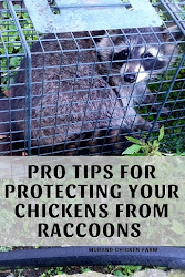 chickens raccoons protect chicken coop run muranochickenfarm raccoon proof soon