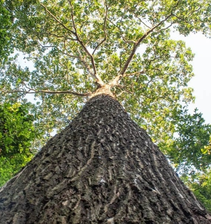 Castanea sativa o Castaño