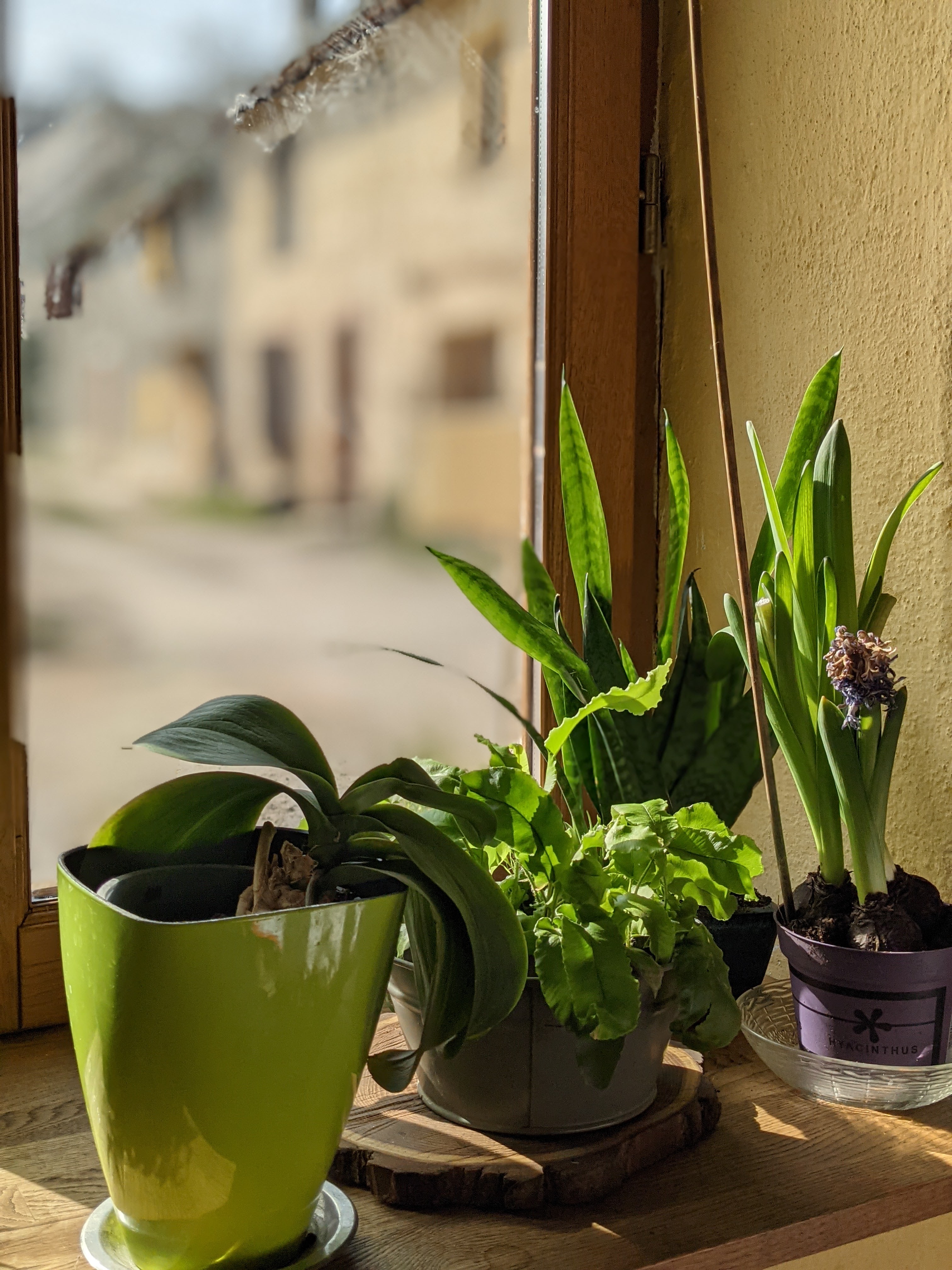 Nutrisco & Extinguo Photographie Through the window