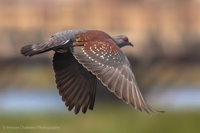 Landing Sequence of a Speckled Pigeon Image Copyright Vernon Chalmers