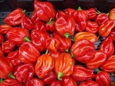 chilli pepper