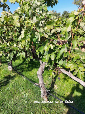 Viñedos