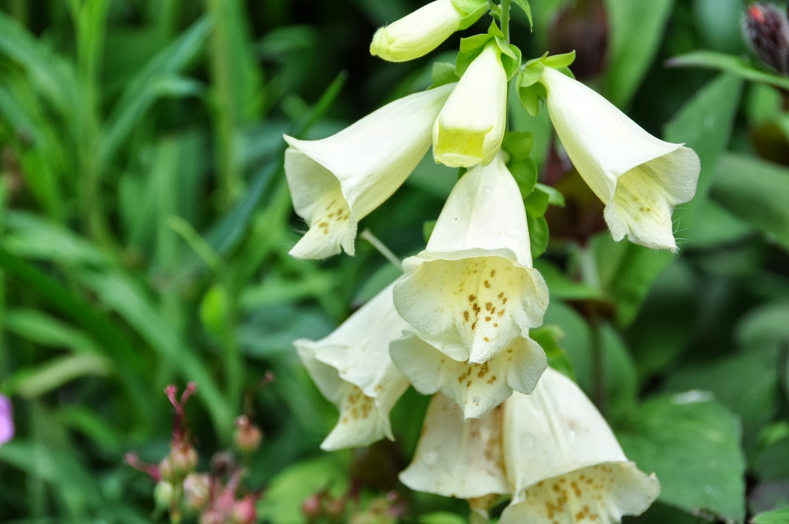 Gardeners with kids: White in our garden -part 2