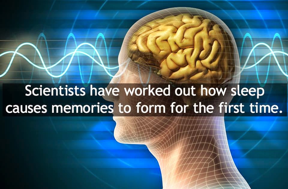Scientists have long known that sleep plays an important role in memory