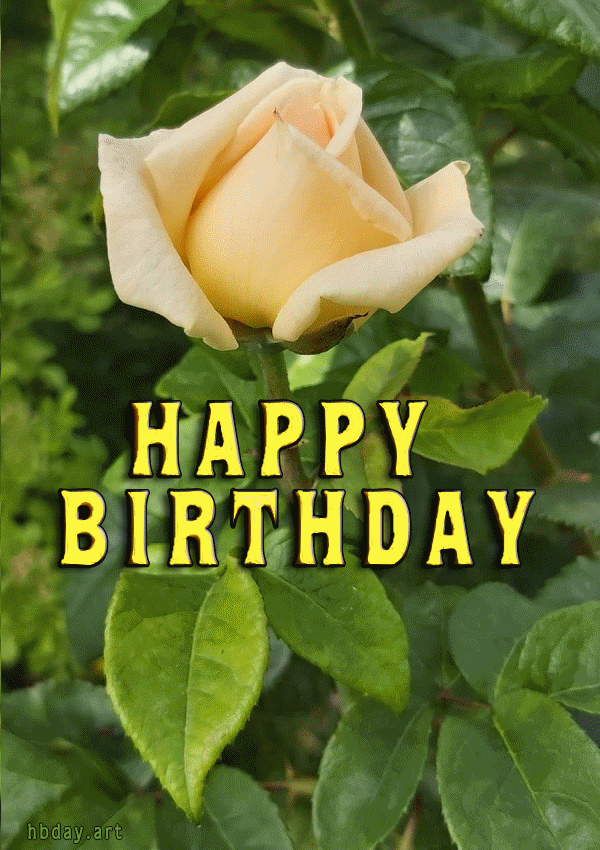 Yellow rose birthday greeting gif