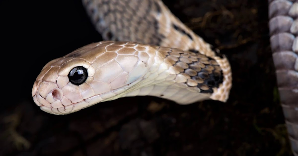 A 5foot Snake came out in the quarantine center of Karachi