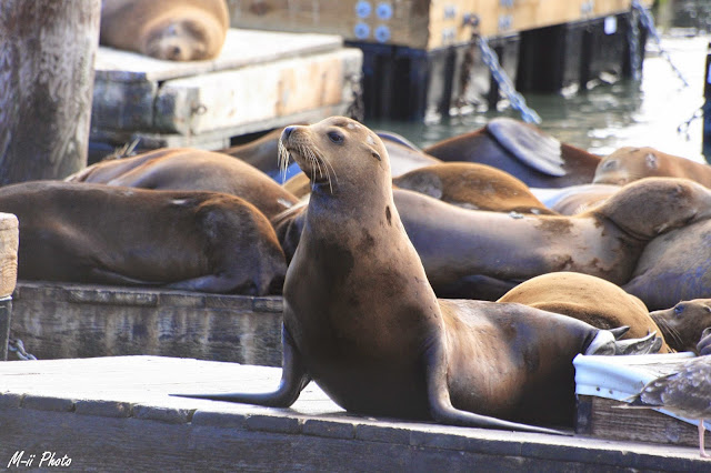 M-ii Photo : 10 choses à faire à San Francisco / 2. Ecouter les otaries sur le Pier 39