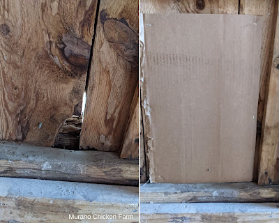 Cardboard over draft holes in chicken coop wall.
