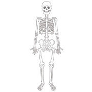 人間の骨格のイラスト（人体）