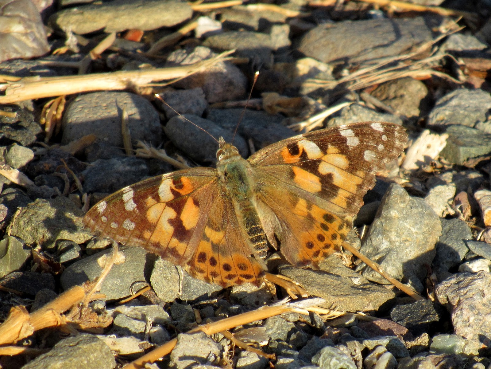 Painted Lady Butterfly