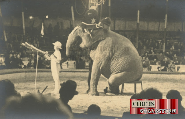 les éléphants du cirque Sarrasani