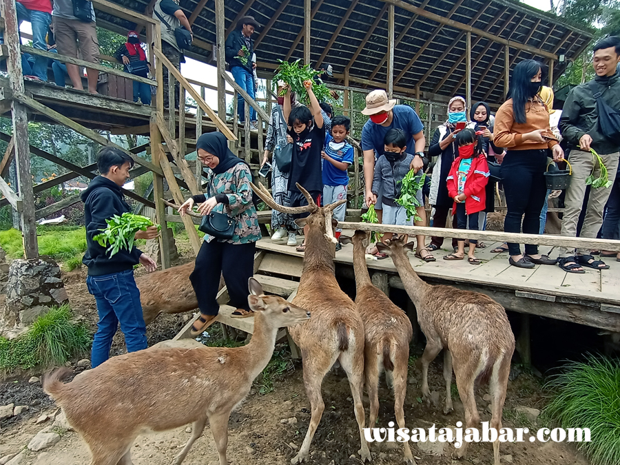 Seperti rusa masuk kampung