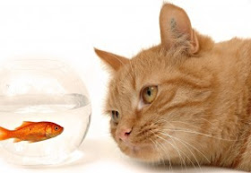 Funny Pictures Gallery: Cat and fish wallpaper, amazing cat wallpapers