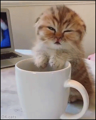 Cute Kitten GIF • Monday morning, tired kitty falling asleep on his coffee mug Cute Kitten GIF • Monday morning, tired kitty falling asleep on his coffee mug