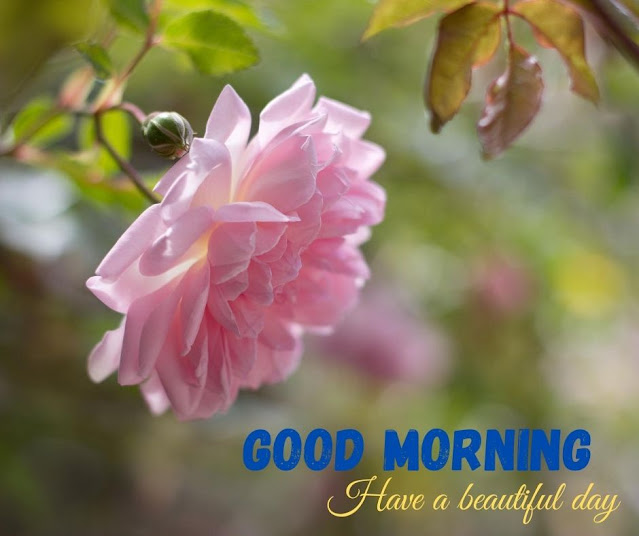 good morning image flowers