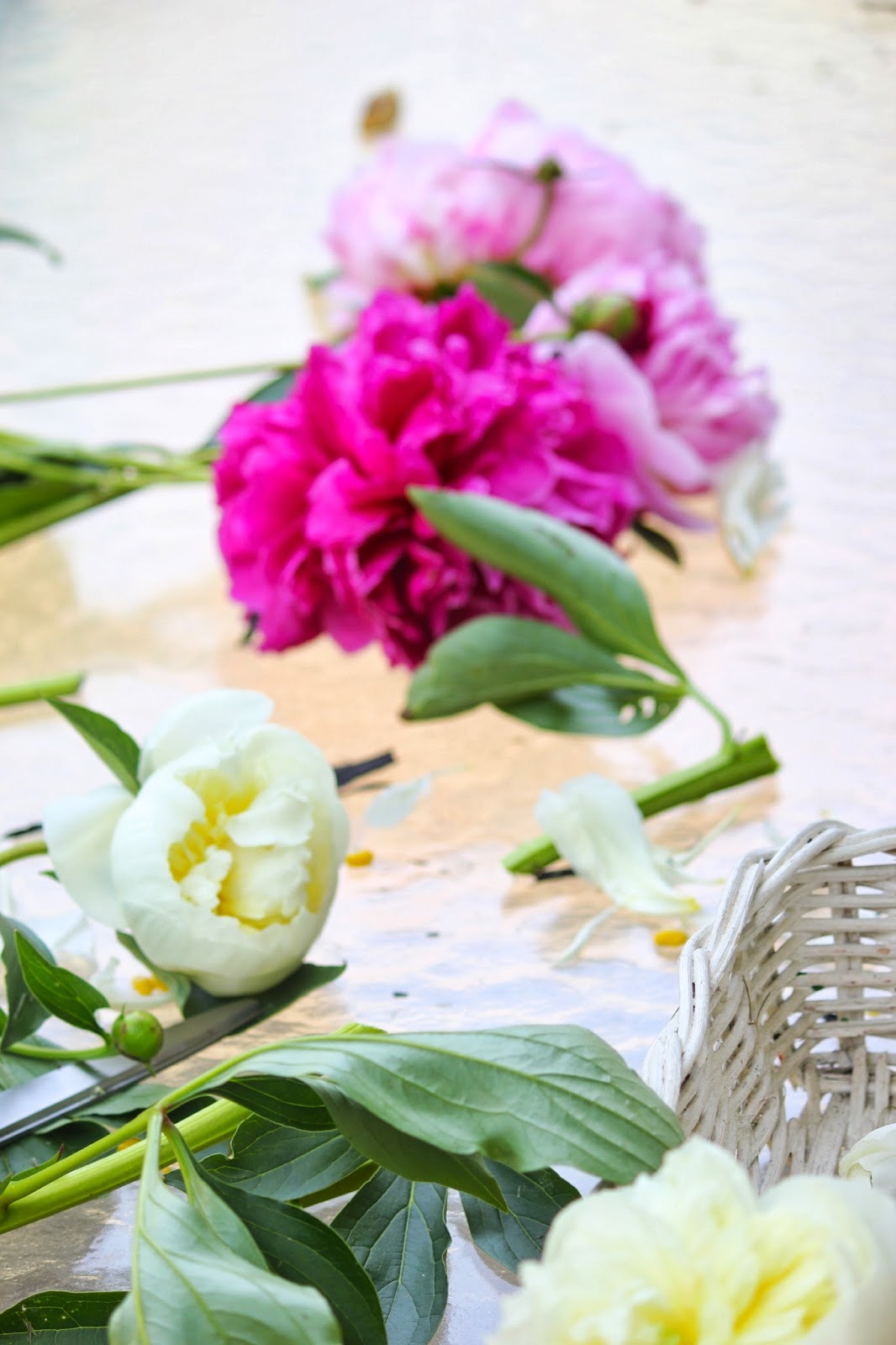 Intrinsic Beauty Green Living Peonies