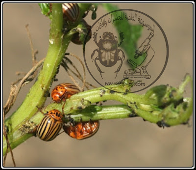 مظهر الإصابة على الأوراق لخنفساء بطاطس كولورادو Colorado Potato beetle