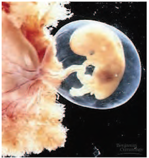Pras Academy - SMP: Tahap-Tahap Perkembangan Embrio Selama 