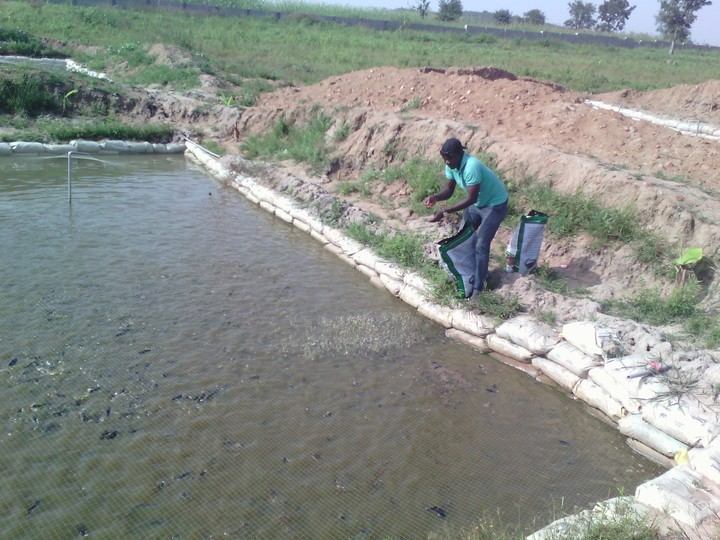 How To Construct Concrete Pond For CatFish Farming