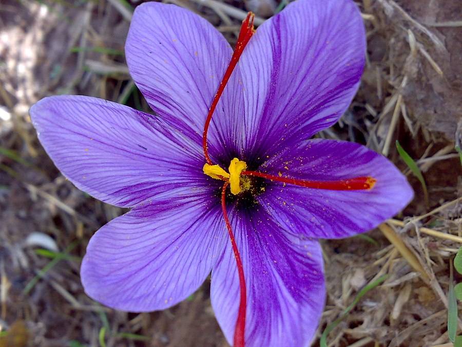 What is Saffron (Sinhala)