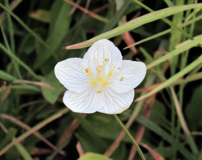 white wildflowers california