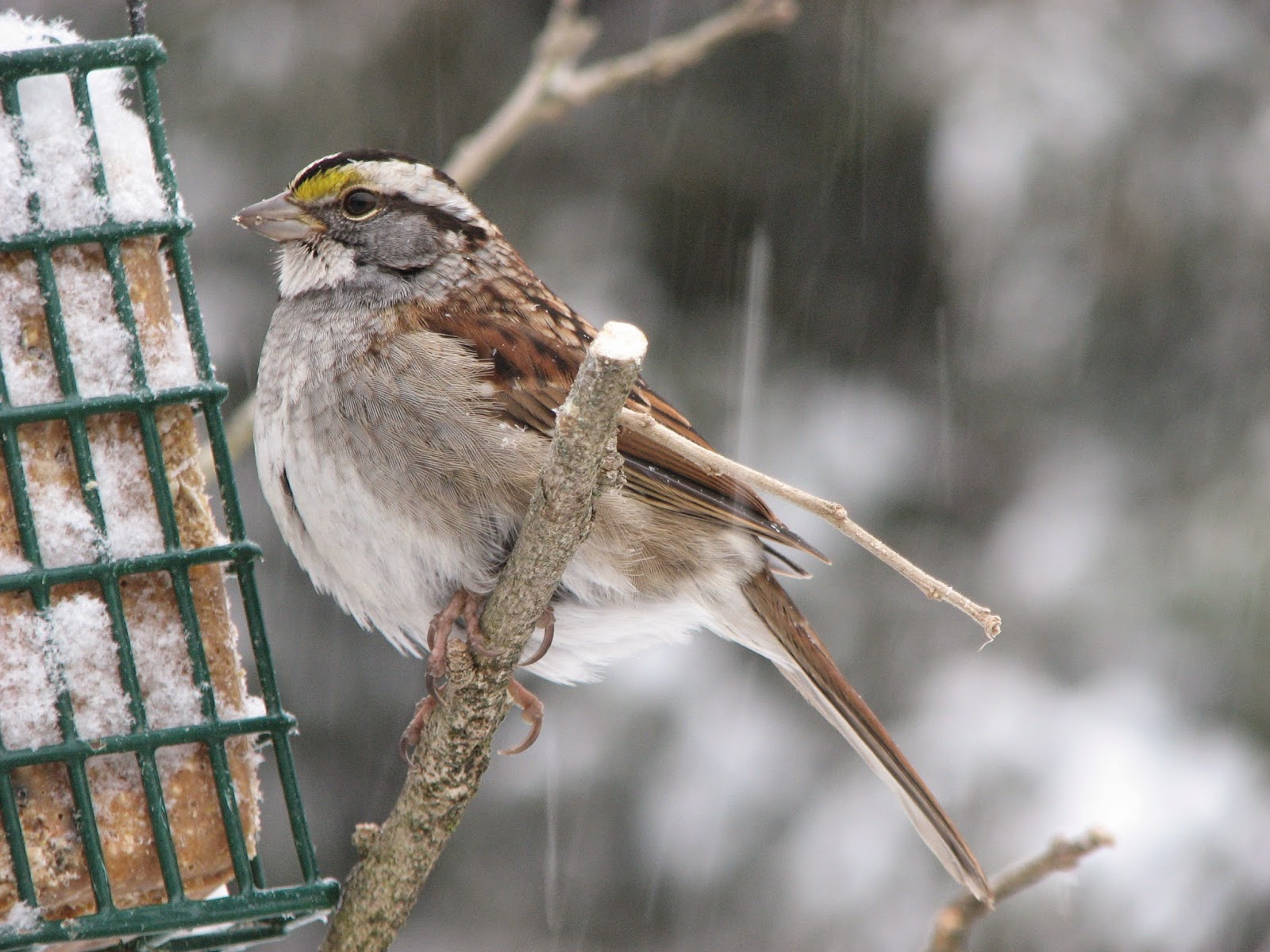 South Burlington birds: Snow Birds | Litter with a Story To Tell