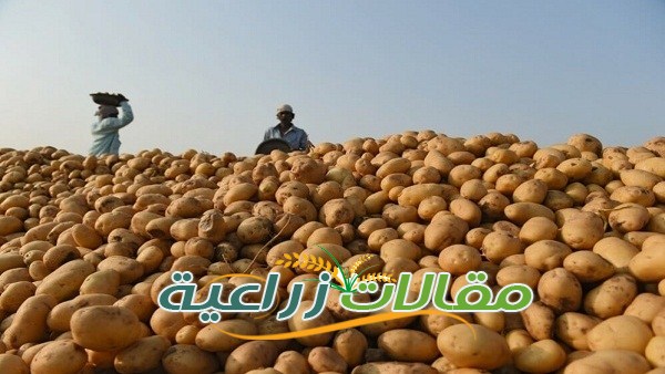 كل مايخص زراعة البطاطس والحصول على محصول جيد - مقالات زراعية