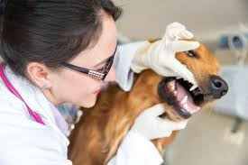doenças dentarias em cães