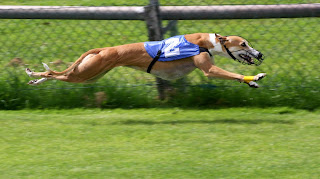 Tazı grubunun en çok bilinen üyesi, İngiliz tazısı greyhound yaşayan en hızlı köpektir ve 72 km/sa sürate ulaşabilir.Tazı grubunun en çok bilinen üyesi, İngiliz tazısı greyhound yaşayan en hızlı köpektir ve 72 km/sa sürate ulaşabilir.