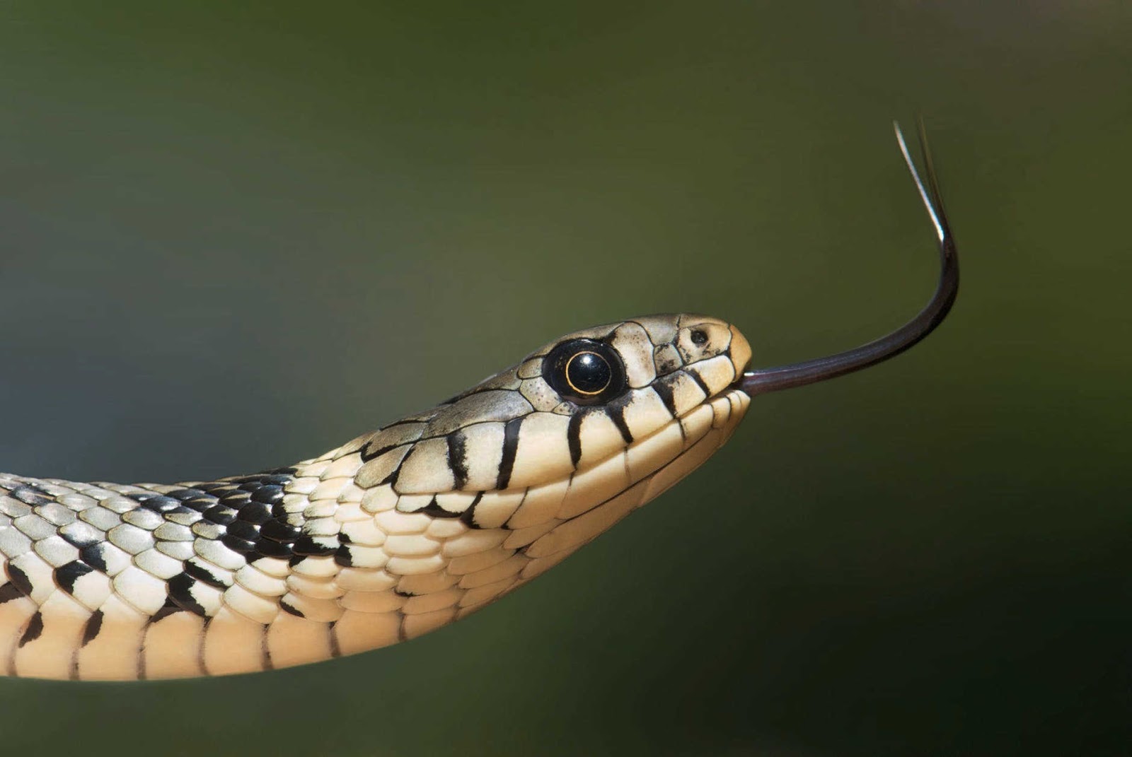 تفسير حلم الثعبان