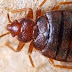 5 Tips: Remove bed bugs from home