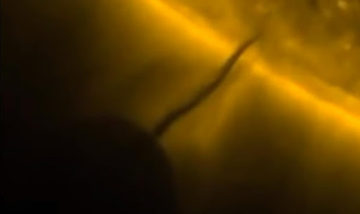 Satélite de la Nasa capta objetos masivos en el sol