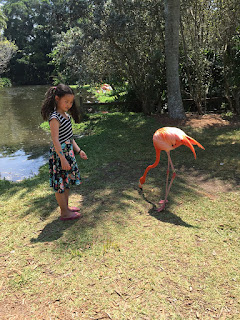 feeding-koi-sarasota