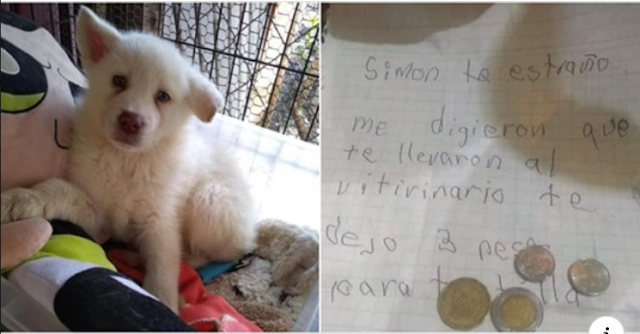 Menino triste deixa seu cachorro em abrigo com todas as suas economias para que seu pai não o maltrate
