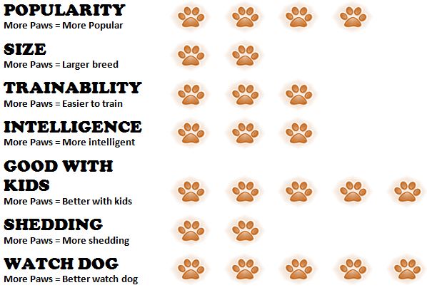 Boston Terrier Puppy Feeding Chart