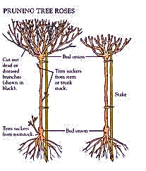 Lucy on Gardening: HOW TO PRUNE HYBRID ROSES WITH STEP BY STEP DIAGRAMS