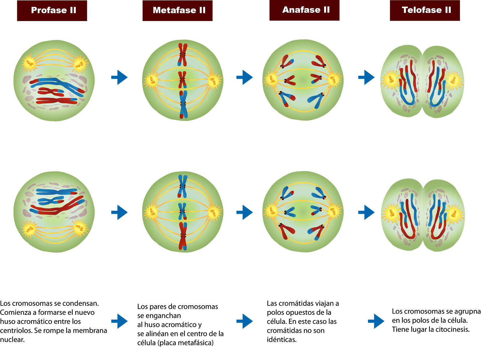 Meiosis Fases Explicadas