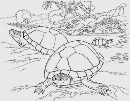 turtle free printable coloring pages coloring.filminspector.com