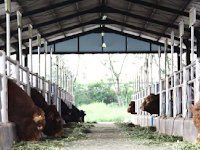 Pentingnya Menjaga Kebersihan Kandang Sapi Pentingnya Menjaga Kebersihan Kandang Sapi