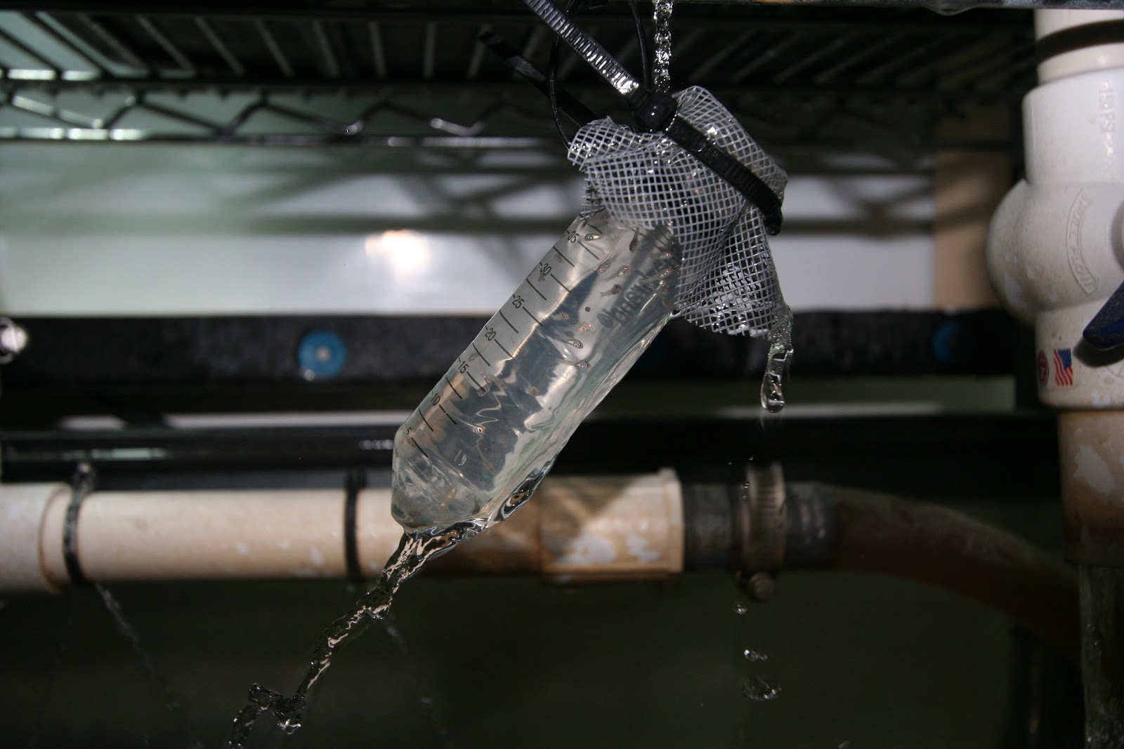 FeelGood Aquaponics Raising Baby Tilapia Aquaponicly