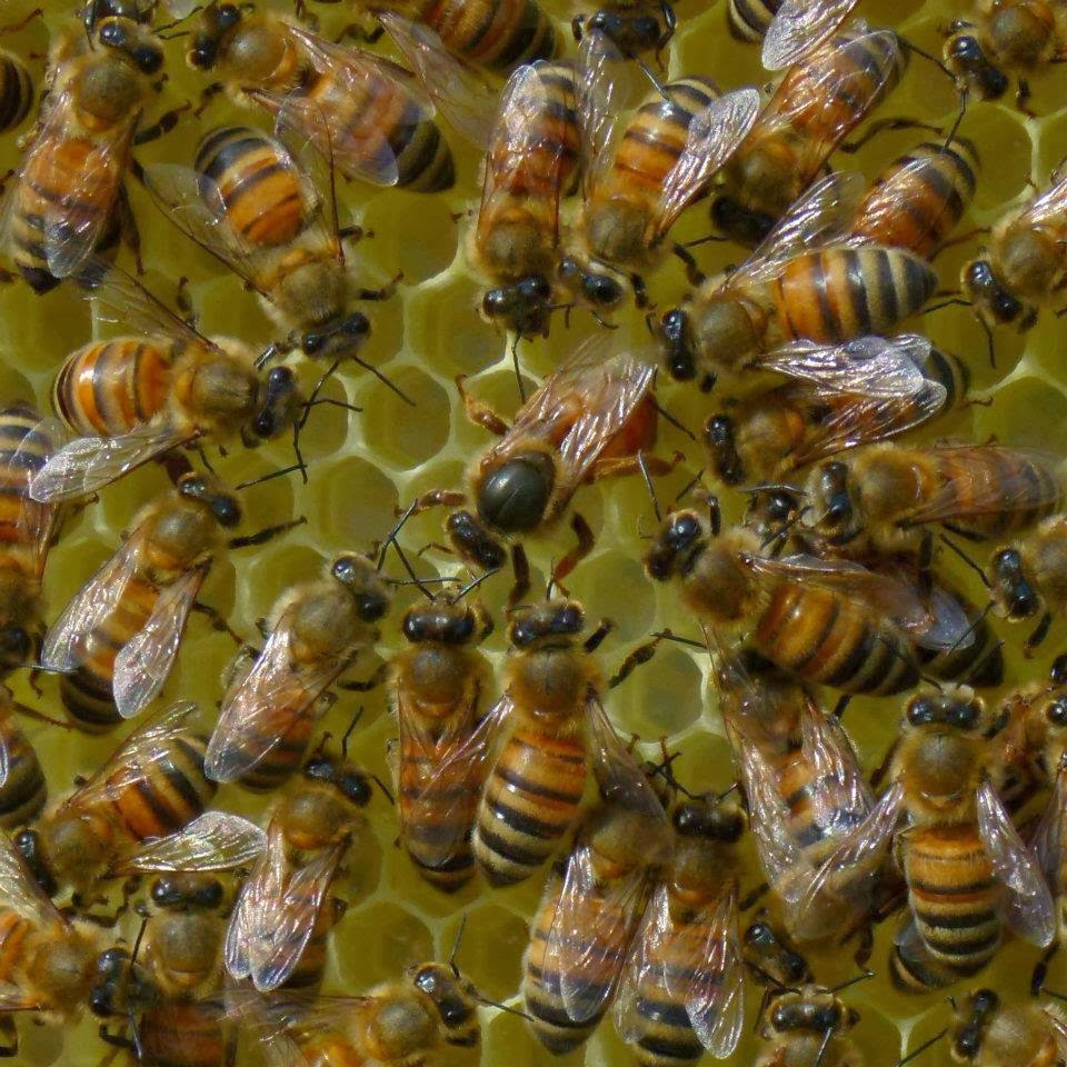 ΔΩΡΕΑΝ Μαθήματα Μελισσοκομίας 