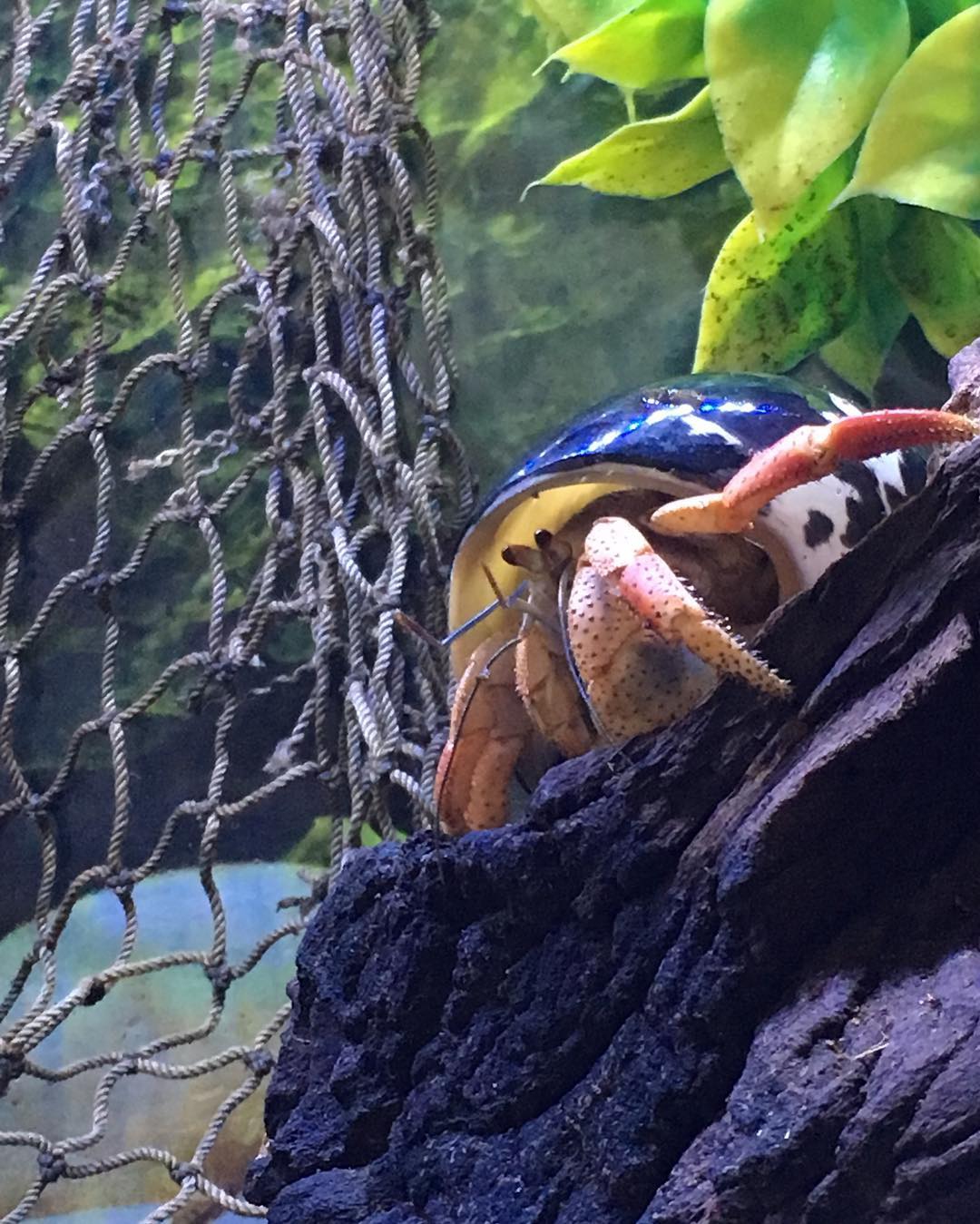 hermit crab cottage how