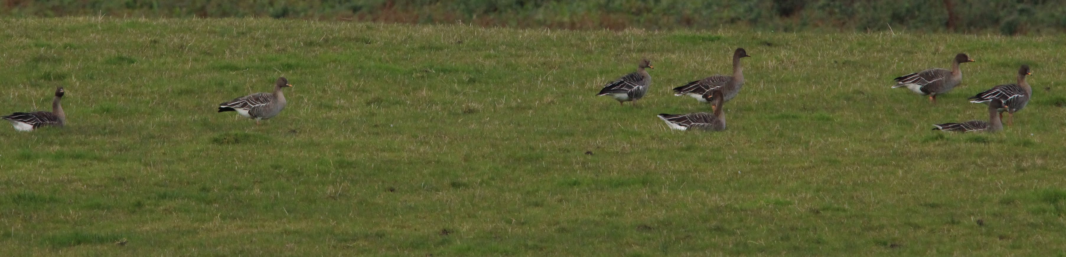 Angus' Bean Goose Blog News update on bean geese flock at slamannan