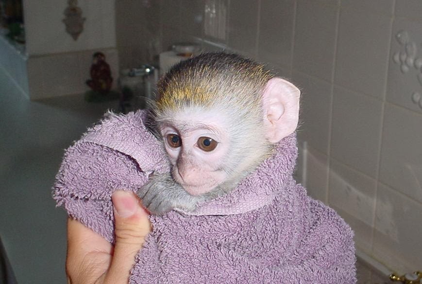 Monkey breeder center : Baby monkeys [ marmoset,capuchin,pigmy ,finger