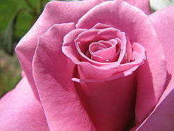 como hacer cremas corporales como hacer lociones corporales