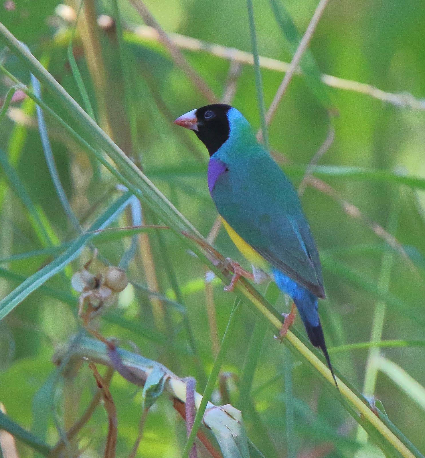 Richard Waring's Birds of Australia: Gouldian Finches, Long-tailed