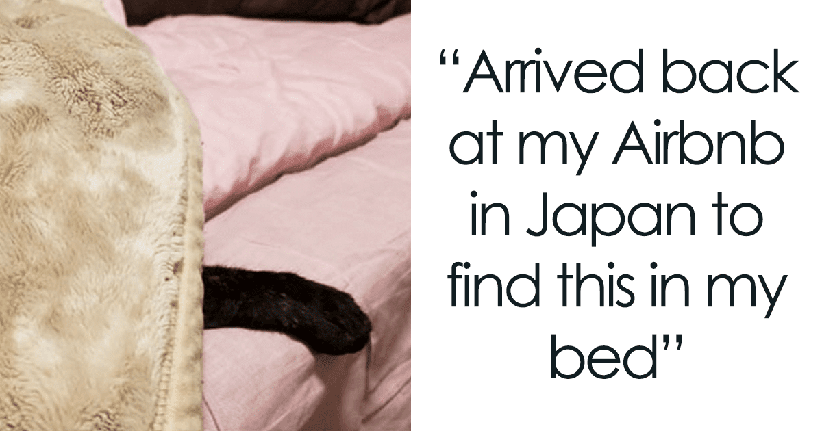 30 Times People Found The Best Airbnb Companion In Adorable Pets