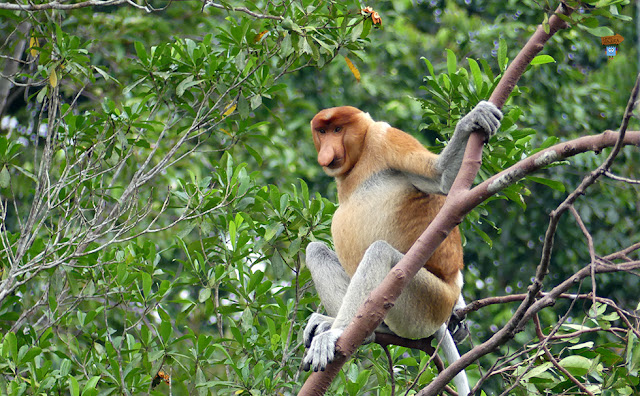 Mono narigudo en Borneo