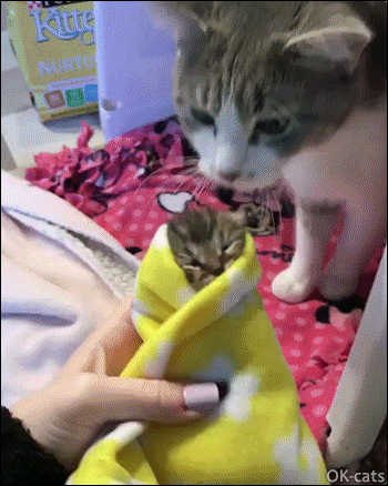 Adorable Kitten GIF • Mama cat rubbing her face on her tiny purrito Kitty in a yellow blanket Adorable Kitten GIF • Mama cat rubbing her face on her tiny purrito Kitty in a yellow blanket