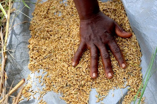 Growing lowland rice in Liberia, West Africa Growing lowland rice in Liberia, West Africa